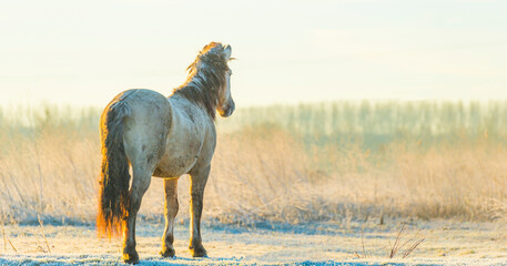 Horse in a grassy frosty white field in bright sunlight at sunrise below a blue sky in winter, Almere, Flevoland, The Netherlands, February 8, 2023 © Naj