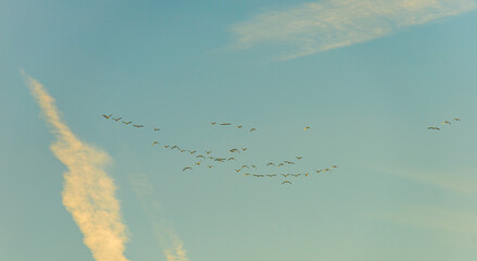 Flock of birds flying in a blue sky  in sunlight at sunrise in winter, Almere, Flevoland, The Netherlands, February 8, 2023