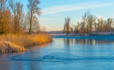Reed along the edge of a frozen lake under a blue sky in sunlight at sunrise in winter, Almere, Flevoland, The Netherlands, February 8, 2023