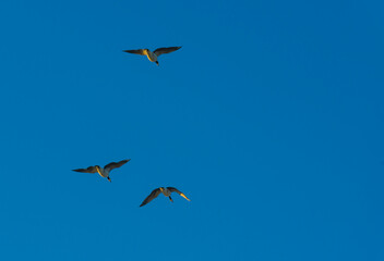 Flock of birds flying in a blue sky  in sunlight at sunrise in winter, Almere, Flevoland, The Netherlands, February 8, 2023