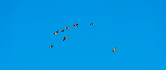 Flock of birds flying in a blue sky  in sunlight at sunrise in winter, Almere, Flevoland, The Netherlands, February 8, 2023