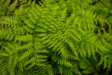 Happy Ferns Spread Across the Forest Floor