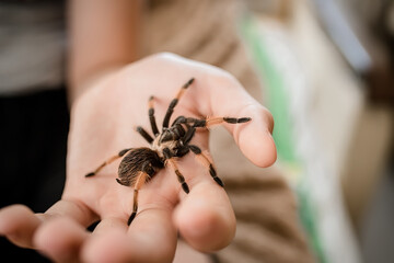 A terrible spider on a teenager's arm. The tarantula spider is a pet. The child plays with a wild...