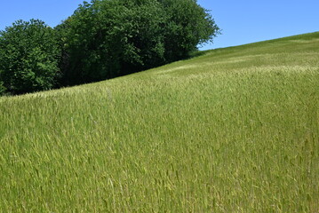La bella stagione campo di grano primaverile