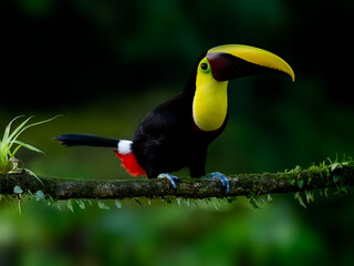 Yellow-throated Toucan portrait on mossy stick against dark green background
