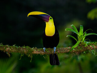 Yellow-throated Toucan portrait on mossy stick against dark green background