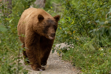 Obraz na płótnie Canvas Large Cinnamon Black Bear Wanders Down Narrow Gravel Trail
