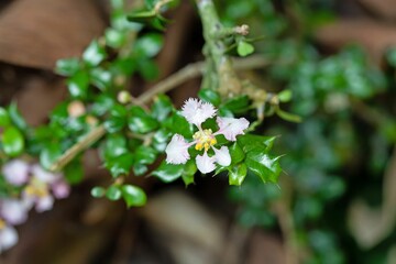 Flowers of a Singapore holly, Malpighia coccigera