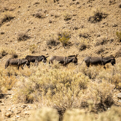 Line of Wild Donkies Walk Across Death Valley