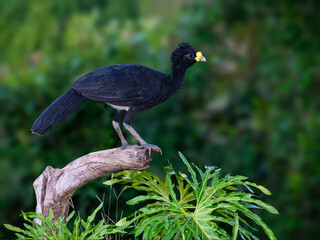 Male Great Curassow standing on sang against green background in Costa Rica