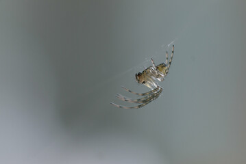 spider on web