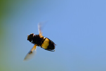 bee on a blue sky
