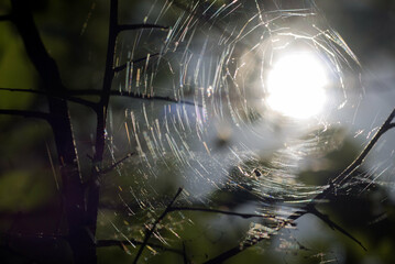 spider web in the morning