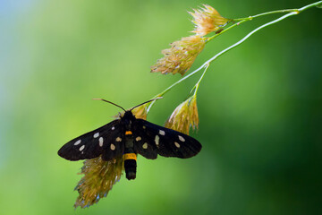 butterfly on leaf