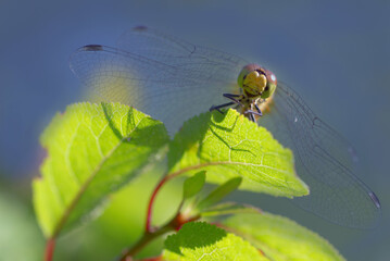 dragonfly on a branch