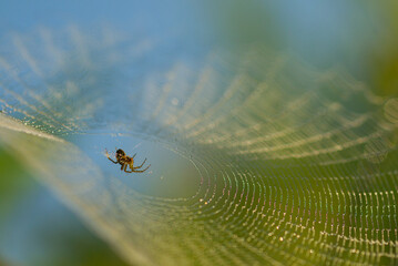 spider on web