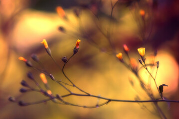 autumn leaves in the sun