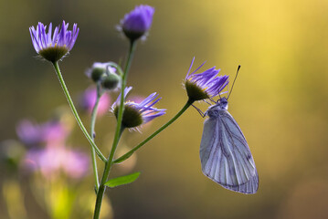 butterfly on a flower