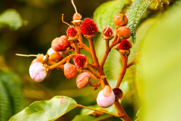 Fleur de Roucou, Bougeons et Fruit du Roucou aux graines Rouge