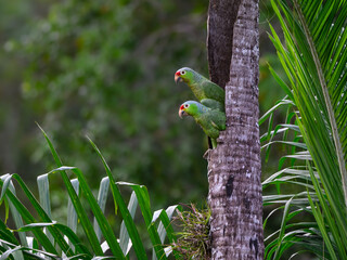 Male and Female Red-lored Parrots peer out of a tree cavity