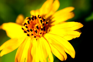 Le tournesol, que l’on nomme aussi soleil ou hélianthus