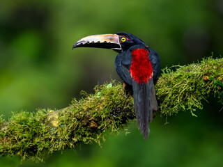 Collared Aracari portrait on mossy stick against dark green background