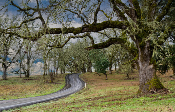 A large oak tree beside a curving country road near Corvallis Oregon