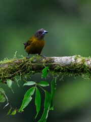 Female Scarlet-rumped Tanager portrait on mossy stick against dark green background