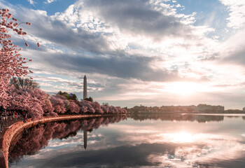 Cherry Blossom Washington DC