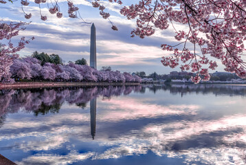 Cherry Blossom Washington DC