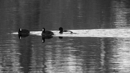 winter river with ducks
