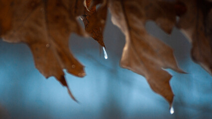 Fototapeta na wymiar frozen drop on a leaf