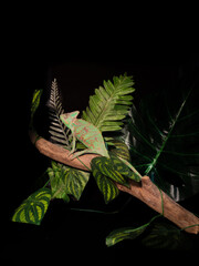 green lizard chameleon on a tree with synthetic leaves in a black background