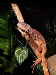 red iguana on a tree with a artificial leaves and a trunk in a black background