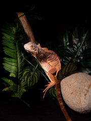 lizard iguana on a tree with a artificial leaves and a trunk in a black background