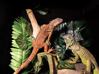 two iguanas on a tree with a artificial leaves and a trunk in a black background