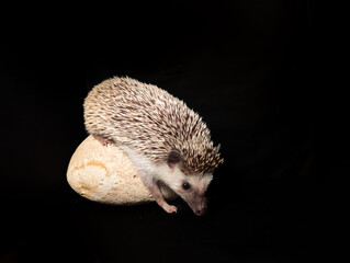 adult cute little animal hedgehog on a rock and a black background