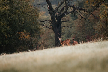 roe deer during sunrise on a meadow in the middle of a sunny day, wild nature, slovakia