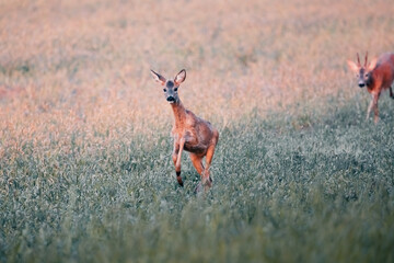 roe deer during sunrise on a meadow in the middle of a sunny day, wild nature, slovakia
