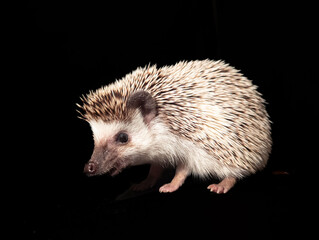 a adult cute animal hedgehog on a black background