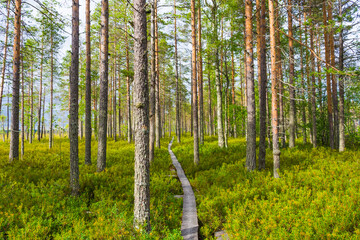 Fototapeta premium Landscape of the swamps of Patvinsuo National Park, Finland