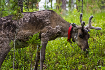 Wild reindeer in the forest of Oulanka National Park, Finland