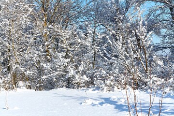 trees covered with snow, winter landscape