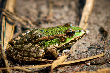 frog on the pond close-up, big green frog