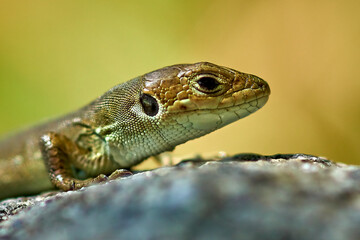 beautiful lizard on the stone close-up
