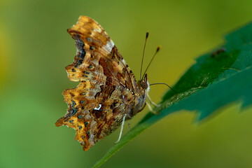 beautiful butterfly on a leaf of grass close-up