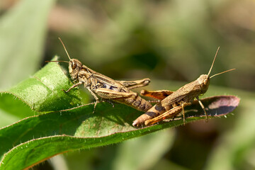 grasshoppers on a leaf of grass close-up