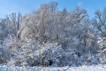 beautiful winter landscape, trees covered with snow