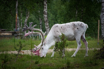Wild white reindeer in Lapland, Finland