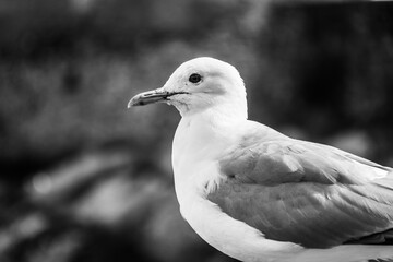 Medieval castle of Olavinlinna by the lake, Savonlinna, Finland